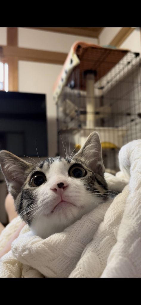 保護ねこ、典くん・麗ちゃん里親募集中です（写真添付）